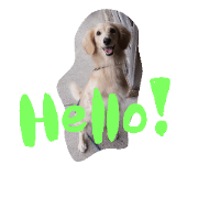dachshund*Hanamaru