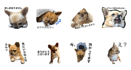 chubby little chihuahua KOMUGI