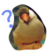 bird  well-being