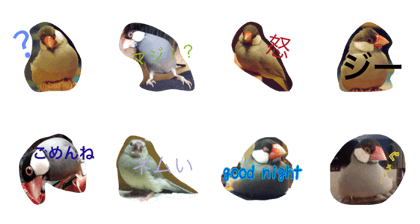 bird  well-being