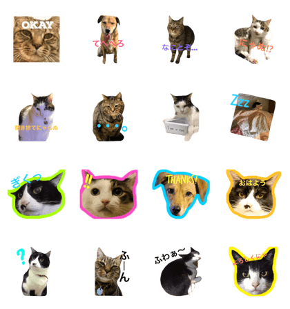 Hino and Moro's cats and dog