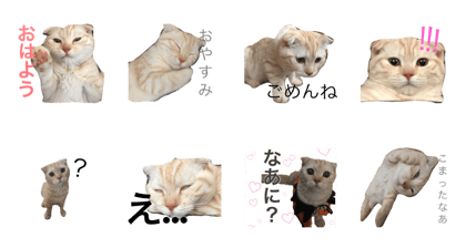 Miru's Cat