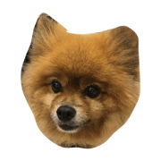 cute cute dog dog