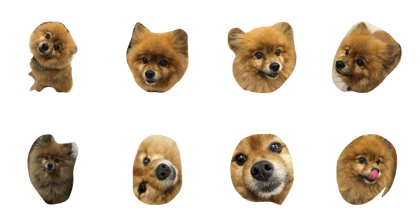 cute cute dog dog