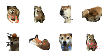 shiba kinakochan its cute