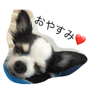 chiwawa's pasha