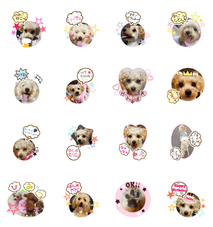 WhitePoodle.part2