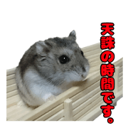 A hamster tono