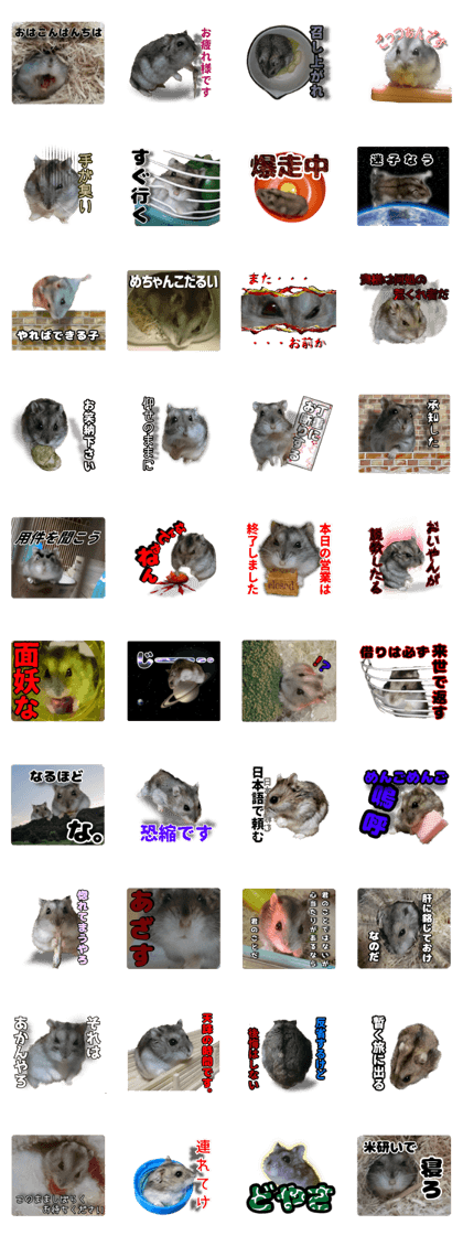 A hamster tono