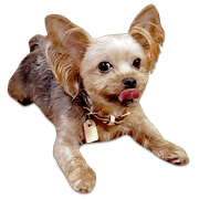 Fun Yorkshire Terrier sticker