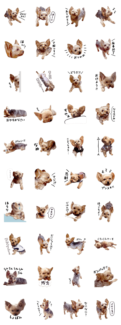 Fun Yorkshire Terrier sticker