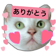 with milk cat