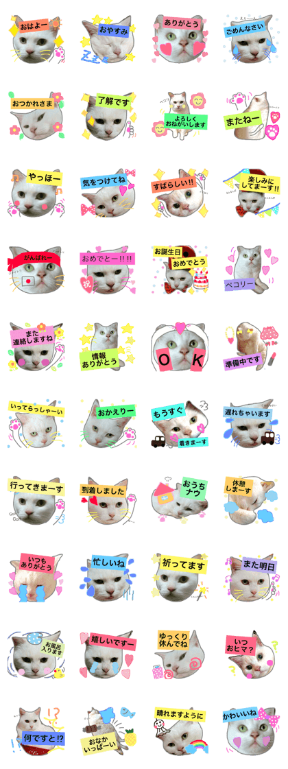 with milk cat