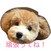 mydog8023