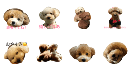 mydog8023