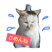 mitamamoco