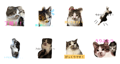 bacchan
