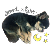 Chihuahua's happy life