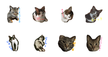Our kittens "Chibiko 5 and Teto"