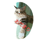 egoistic cat