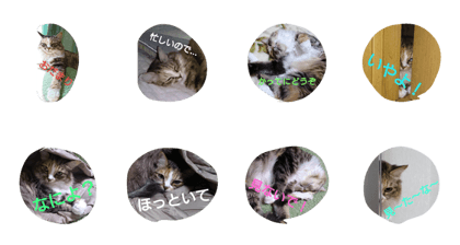 egoistic cat