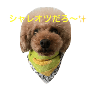 toy poodle//ac