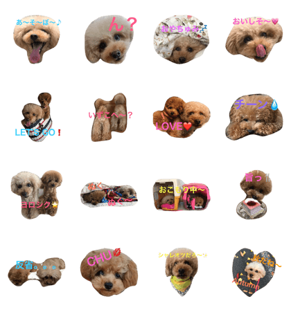 toy poodle//ac