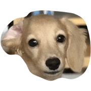 koimogu
