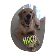 hikokun1