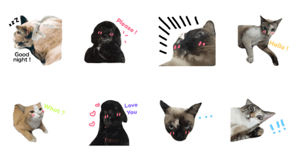 cats n dog