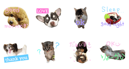 animal...dog&cat