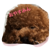 TOY POODLE kota