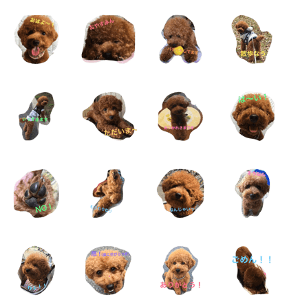 TOY POODLE kota