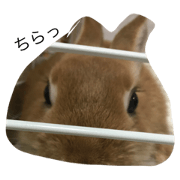 my pet is pom