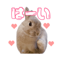 chimaki bunny