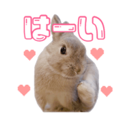 chimaki bunny