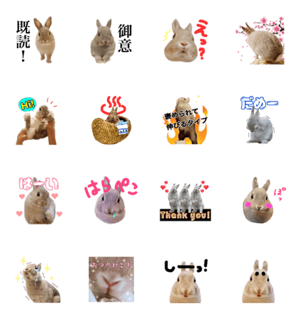 chimaki bunny