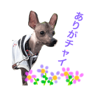 chinesecresteddog
