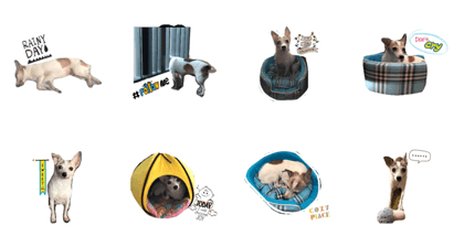 Pepble Super Dog