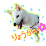 White Shibainu POPO