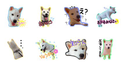 White Shibainu POPO