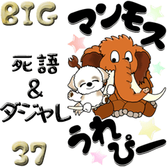 【Big】シーズー犬37『死語＆ダジャレ』