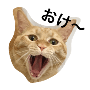 Chisuke the cat