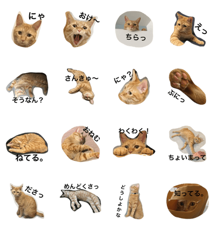 Chisuke the cat