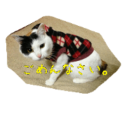 Kuu-chan of three tortoiseshell cat