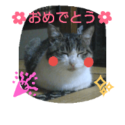 Bichi is cat