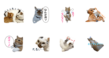Poko and Tote