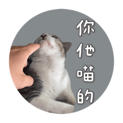 喵的表情貼