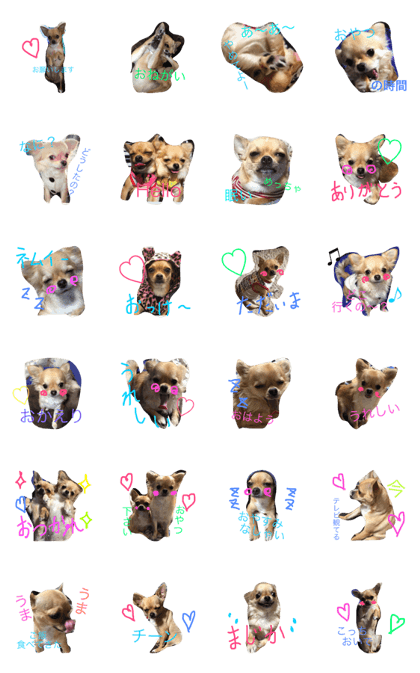 Chihuahua,,RABU,HARU