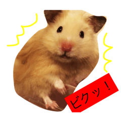 Sanpin is a male golden hamster.